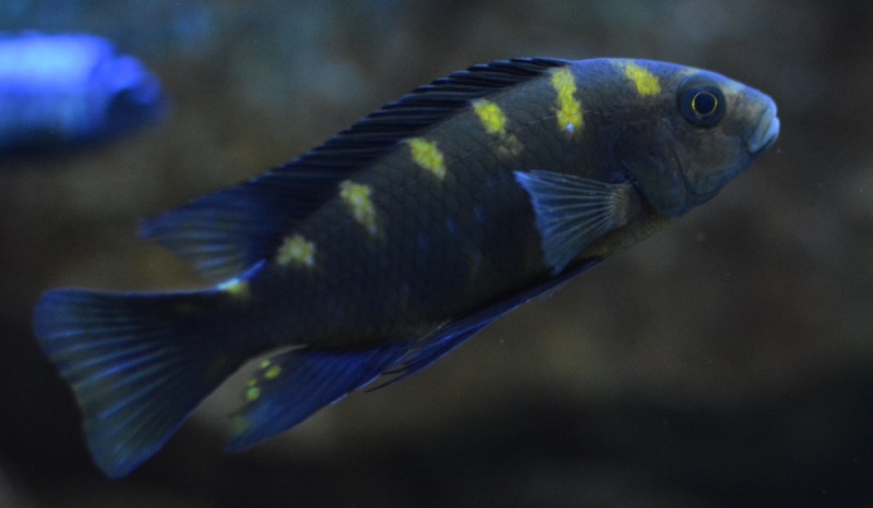 Pseudotropheus crabro